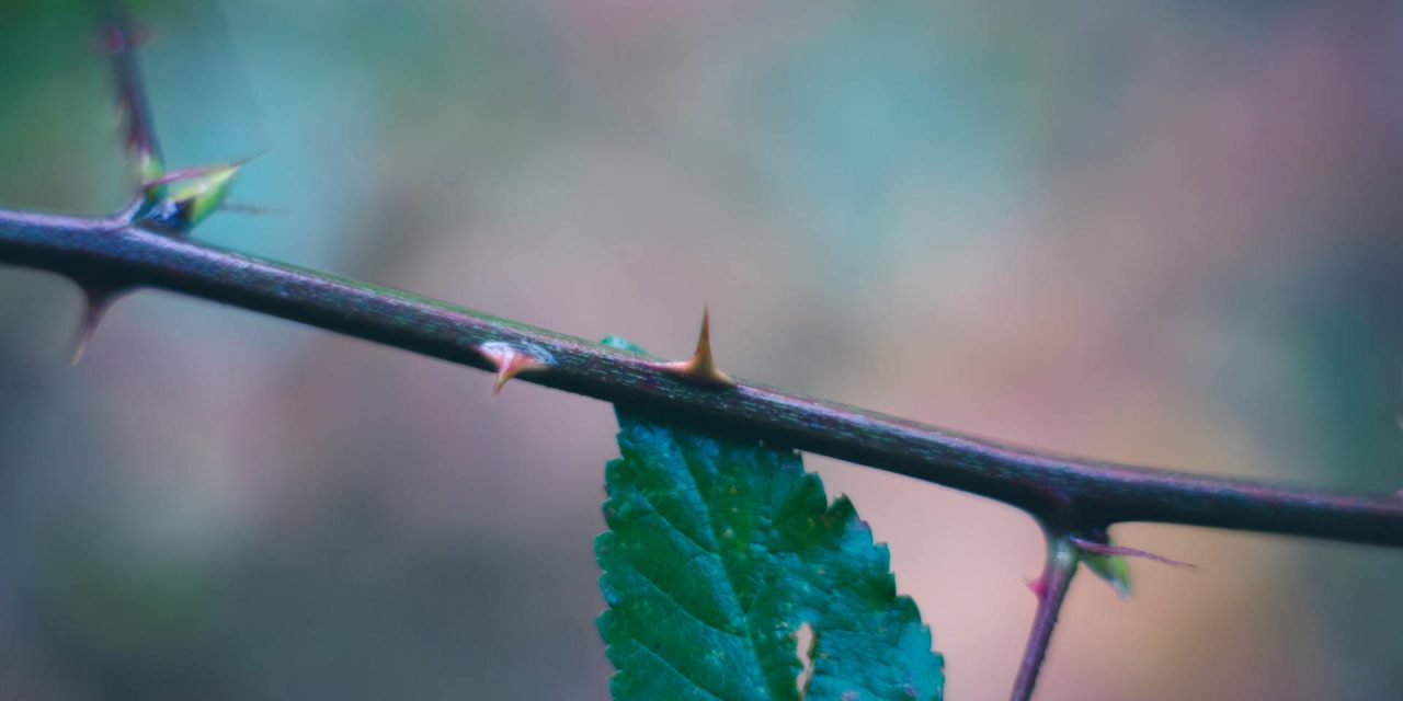 Yeshua Wore a Crown of Thorns