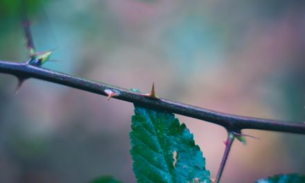 Yeshua Wore a Crown of Thorns