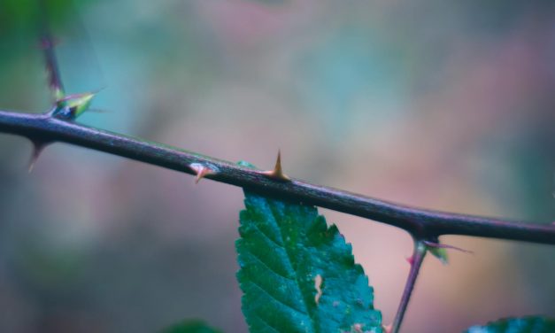 Yeshua Wore a Crown of Thorns